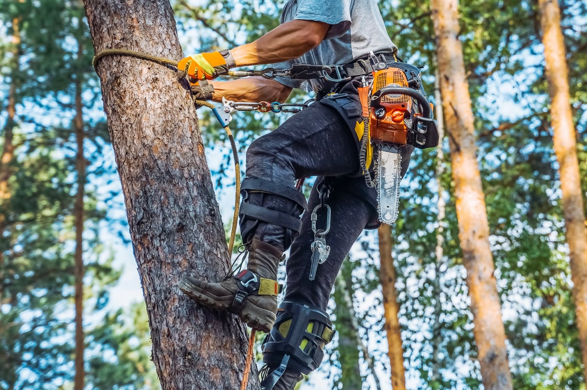 An arborist in full safety equipment cutting in the crown of a pine tree with a chainsaw
