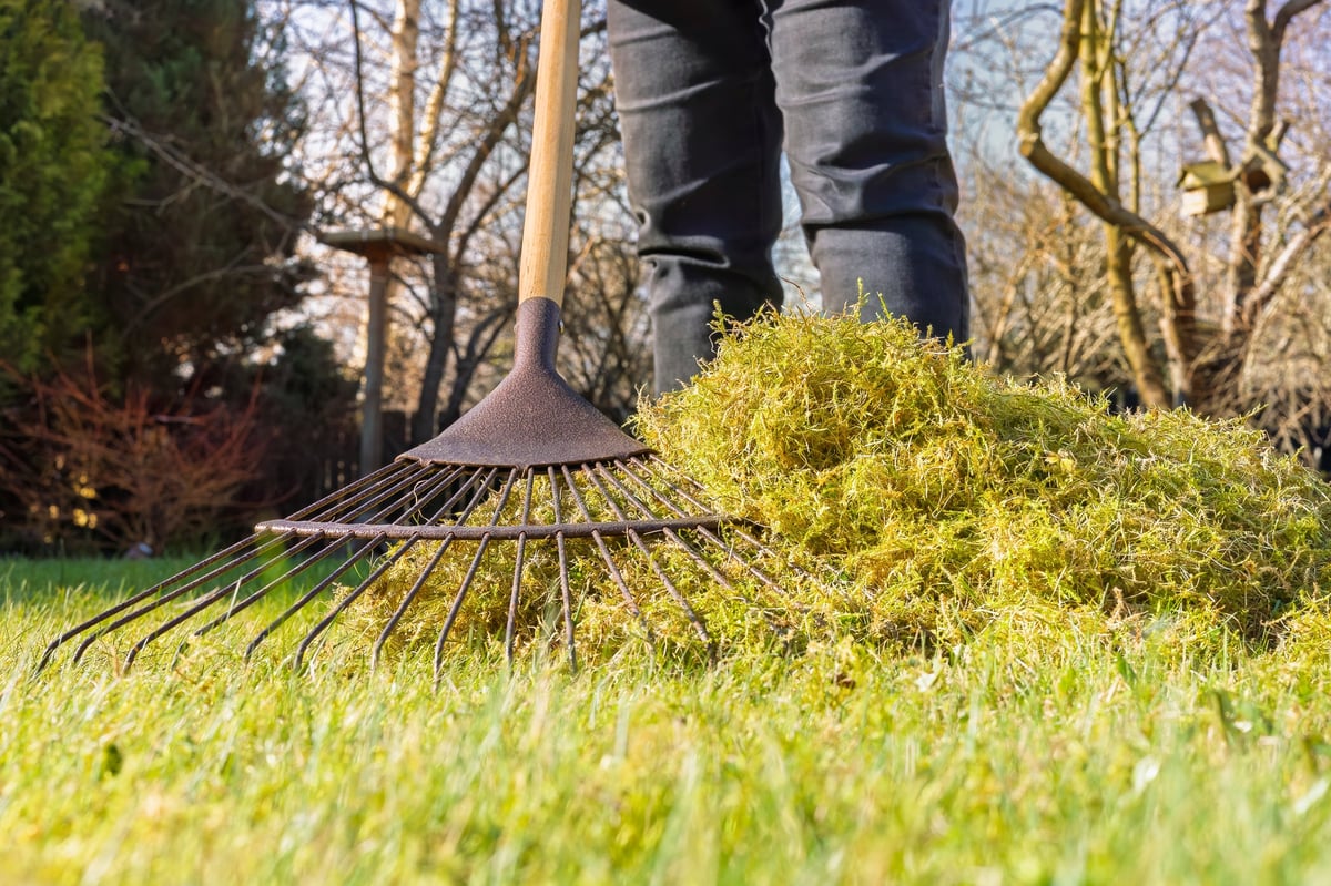 A close-up of lawn rake prongs gathering moss while scarifying a lawn