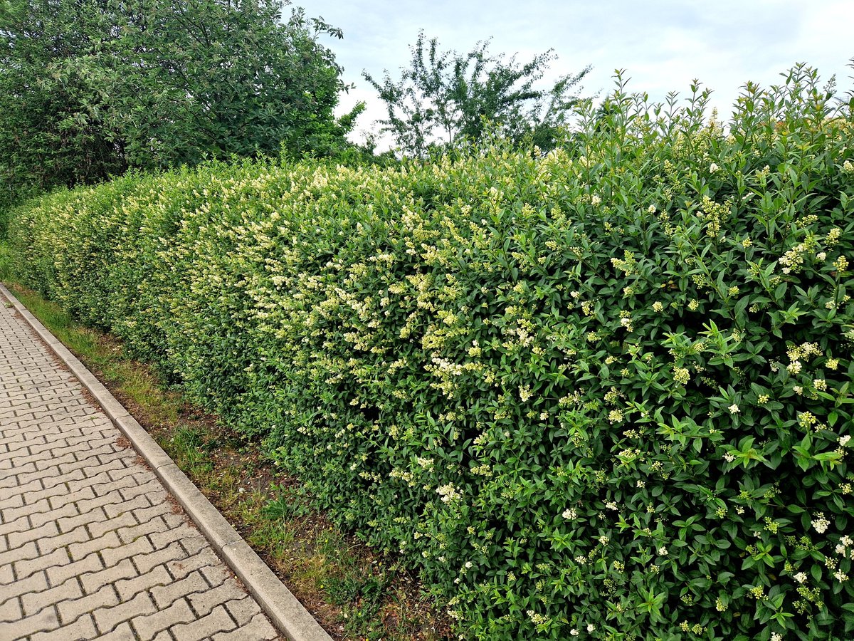 Neatly clipped green hedge border in a formal Bellevue garden