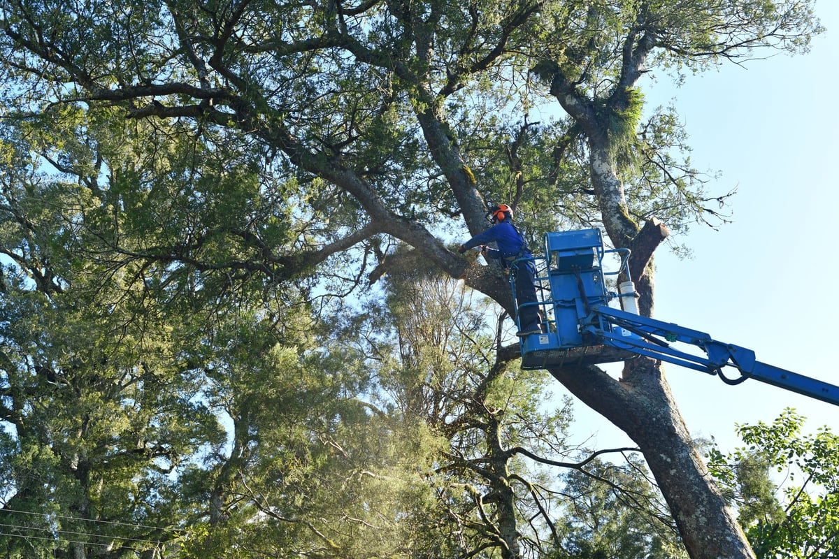 Arborist cutting a branch from a tall pine tree as sawdust flies