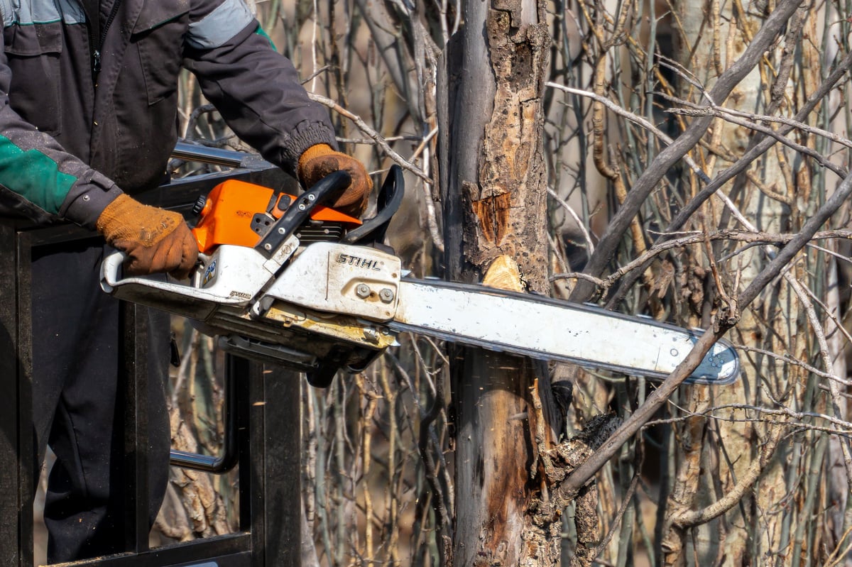 A professional tree surgeon cutting a large tree branch with a chainsaw from a hydraulic lift bucket