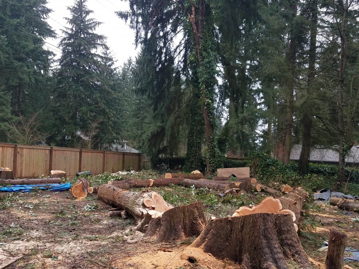 Recently felled tree stumps and logs in a yard with tall evergreen trees and wooden fence in background