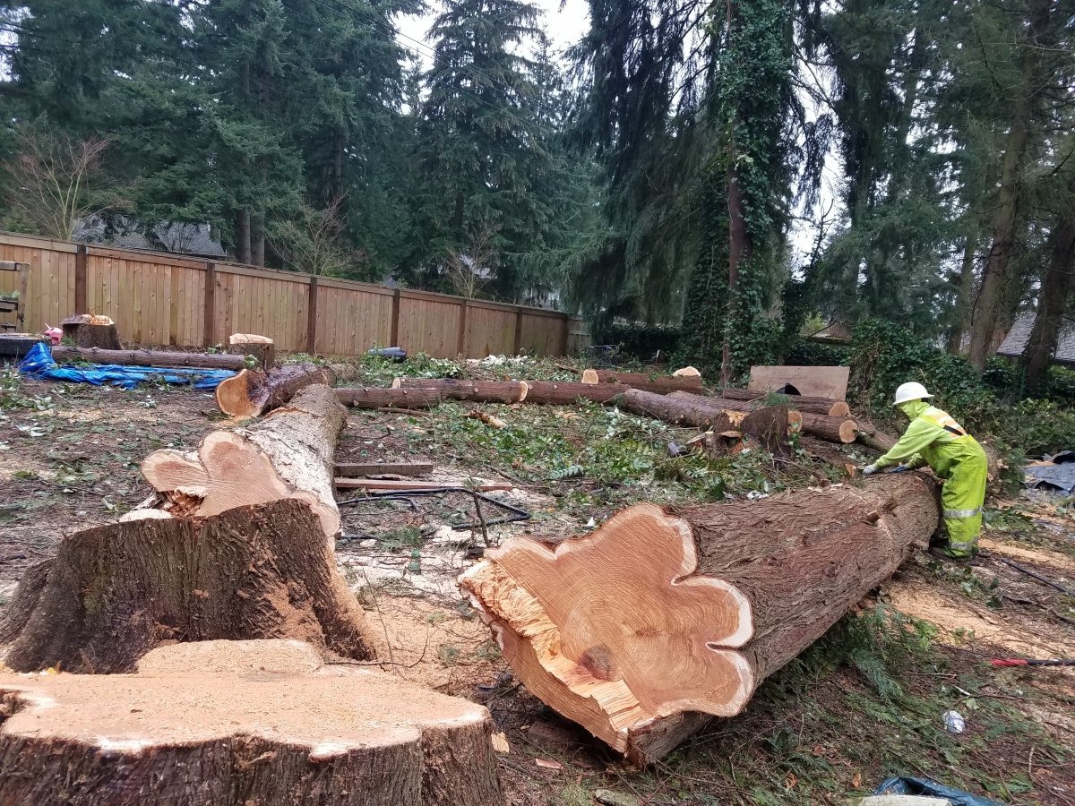 Construction worker in safety vest cutting freshly felled tree logs in a residential backyard with wooden fence and dense forest trees in background
